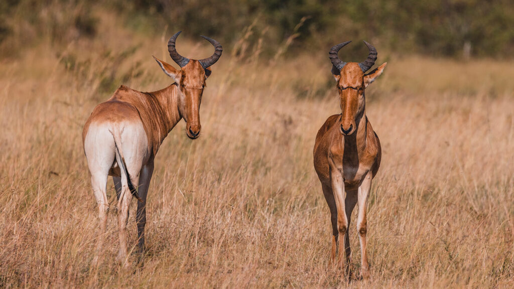 Two hartebeests in a sunlit grassy field showcasing the impact of harsh midday lighting in travel photography.